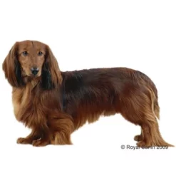 Royal Canin Teckel Adult Hondenvoer -Exporteren Bitiba winkel 12440 rc dachshund 1