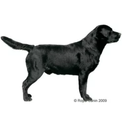 Royal Canin Labrador Retriever Adult Hondenvoer -Exporteren Bitiba winkel 13018 rc labrador 1