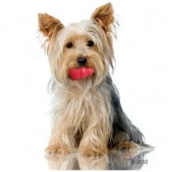 KONG Classic Rood -Exporteren Bitiba winkel 135948 kong classic hund 1