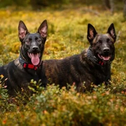 Rukka® Cube Soft Kraag, Rood / Zwart -Exporteren Bitiba winkel 139798 lfashion rukka cube soft halsband rot hs 05 6