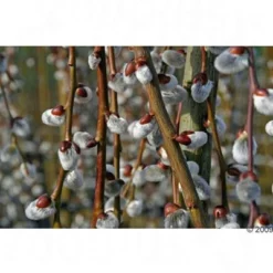 Aumüller Hondenfietsmand Met Beschermende Tralies -Exporteren Bitiba winkel 145792 aumueller hundekorbbordeaux4 9