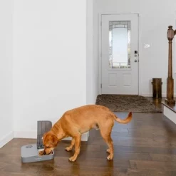 PetSafe® Voerautomaat Voor 2 Maaltijden -Exporteren Bitiba winkel 145997 rasiosystems petsafe futterautomat 2mahlzeiten catdog 2x355xml hs 09 6