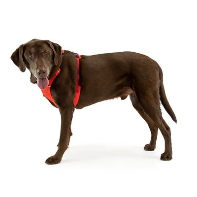 Ruffwear Front Range Hondentuig, Red Sumac - Afbeelding 11