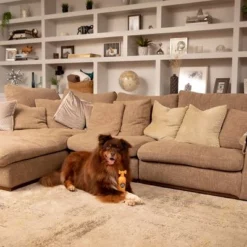 Pet Head Ditch The Dirt Shampoo 12 Pet Head Ditch The Dirt Shampoo -Exporteren Bitiba winkel 159700 companyofanimals pethead ditchthedirt shampoo 300ml hs 06 9