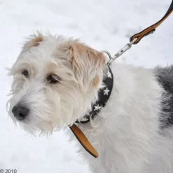 Heim Set: Hondenriem Stars + Leren Halsband Stars -Exporteren Bitiba winkel 160891 heim halsband stars 8 1 1