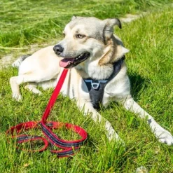 Petlando Pawz & Pepper Hondentuigje Strong Rood/Zwart -Exporteren Bitiba winkel 174596 174696 petlando fuhrleinestrong rot 230cm hs 07 5