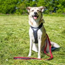 Petlando Pawz & Pepper Hondentuigje Strong Rood/Zwart -Exporteren Bitiba winkel 174596 174696 petlando fuhrleinestrong rot 230cm hs 08 6