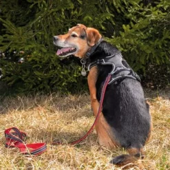 Petlando Pawz & Pepper Hondentuigje Strong Rood/Zwart -Exporteren Bitiba winkel 174596 174696 petlando fuhrleinestrong rot 230cm hs 09 7