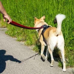 Petlando Pawz & Pepper Hondentuigje Strong Rood/Zwart -Exporteren Bitiba winkel 174596 174696 petlando fuhrleinestrong rot 230cm hs 10 3