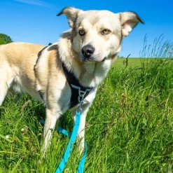 Petlando Pawz & Pepper Hondenlijn Strong Blauw -Exporteren Bitiba winkel 174796 174797 pawznpepper schleppleine rund geflochten blau hs 04 2