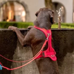 Curli Belka Comfort Tuigje - Rood -Exporteren Bitiba winkel 177196 curli belka comfort geschirr rot hs 10 2