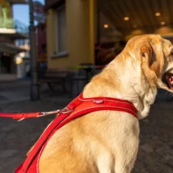 Curli Belka Comfort Tuigje - Rood -Exporteren Bitiba winkel 177196 curli belka comfort geschirr rot hs 11 1