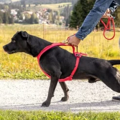 Curli Belka Comfort Tuigje - Rood -Exporteren Bitiba winkel 177196 curli belka comfort geschirr rot hs 14 8