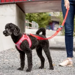 Curli Verstelbare Hondenlijn Nylon Rood -Exporteren Bitiba winkel 177396 curli verstellbare leine nylon rot hs 05 8