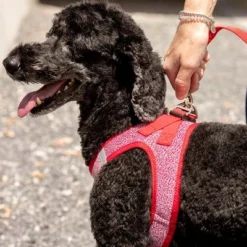 Curli Verstelbare Hondenlijn Nylon Rood -Exporteren Bitiba winkel 177396 curli verstellbare leine nylon rot hs 07 3