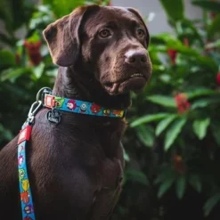 Max & Molly Multifunctionele Lijn Little Monsters -Exporteren Bitiba winkel 189696 186582 189796 maxnmolly multifunktionsleine littlemonsters dog hs 02 7