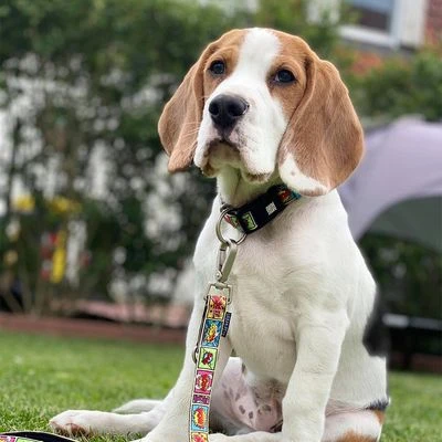 Max & Molly Multifunctionele Lijn Comic 4 Max & Molly Multifunctionele Lijn Comic - Afbeelding 2