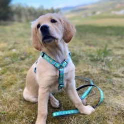 Max & Molly Multifunctionele Lijn Ducklings -Exporteren Bitiba winkel 190196 190197 190198 maxnmolly multifunktionsleine ducklings hs 03 6