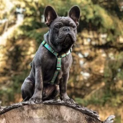 Max & Molly H-Tuig Ducklings -Exporteren Bitiba winkel 190199 190200 190202 maxnmolly hg eschirr ducklings hs 03 5