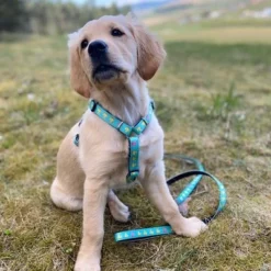 Max & Molly H-Tuig Ducklings -Exporteren Bitiba winkel 190199 190200 190202 maxnmolly hg eschirr ducklings hs 04 1