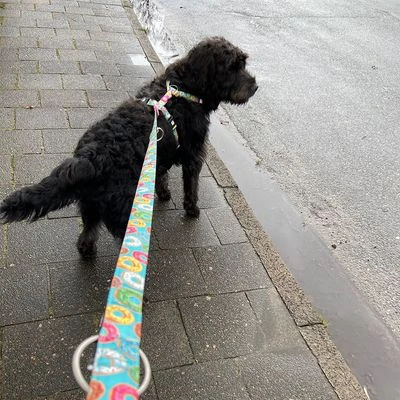 Max & Molly Multifunctionele Lijn Donuts 4 Max & Molly Multifunctionele Lijn Donuts - Afbeelding 2