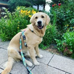 Max & Molly Multifunctionele Lijn Donuts 13 Max & Molly Multifunctionele Lijn Donuts -Exporteren Bitiba winkel 190211 186594 186595 maxnmolly multifunktionsleine donuts hs 03 3