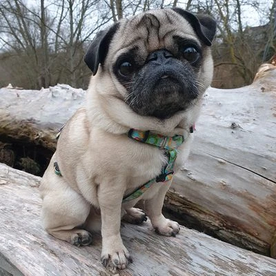 Max & Molly H-Tuig Donuts 9 Max & Molly H-Tuig Donuts - Afbeelding 7