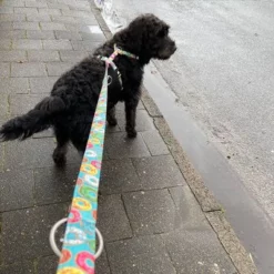 Max & Molly H-Tuig Donuts 20 Max & Molly H-Tuig Donuts -Exporteren Bitiba winkel 190296 190297 190396 maxnmolly hg eschirr donuts hs 05 6