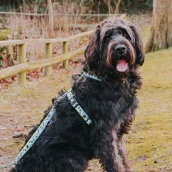 Max & Molly Multifunctionele Hondenlijn Black Sheep -Exporteren Bitiba winkel 190402 190403 190404 maxnmolly multifunktionsleine blacksheep hs 03 7