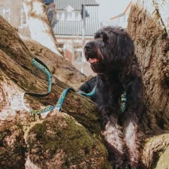 Max & Molly H-Tuigje Black Sheep -Exporteren Bitiba winkel 190405 190406 190407 maxnmolly hg eschirr blacksheep hs 04 5