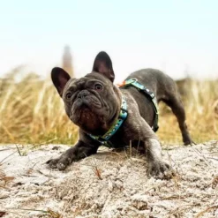 Max & Molly H-Tuigje Black Sheep -Exporteren Bitiba winkel 190405 190406 190407 maxnmolly hg eschirr blacksheep hs 08 3