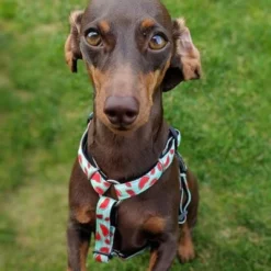 Max & Molly H-Tuig Watermelon -Exporteren Bitiba winkel 190413 190414 190703 maxnmolly hg eschirr watermelon hs 04 2