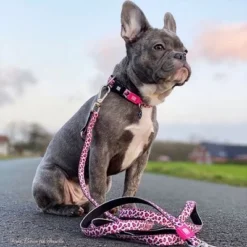 Max & Molly Multifunctionele Hondenlijn Leopard Pink 14 Max & Molly Multifunctionele Hondenlijn Leopard Pink -Exporteren Bitiba winkel 190422 190423 190996 pla maxnmolly multifunktionsleine leopardpink hs 02 9