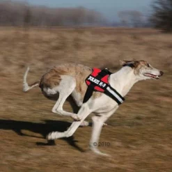 Julius K9 JULIUS-K9® Hondentuig - Rood -Exporteren Bitiba winkel 191822 trixie powergeschir2 1