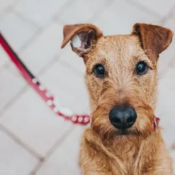 Hunter Hondenriem Swiss -Exporteren Bitiba winkel 19229 hunter f hrleine swiss hs 5 0 1