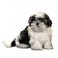 Royal Canin Shih Tzu Puppy Hondenvoer -Exporteren Bitiba winkel 197197 rc rasse shihtzu jun 1