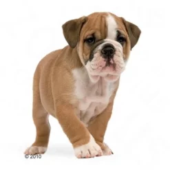 Royal Canin Bulldog Junior Hondenvoer -Exporteren Bitiba winkel 197325 bulldogjunior 1