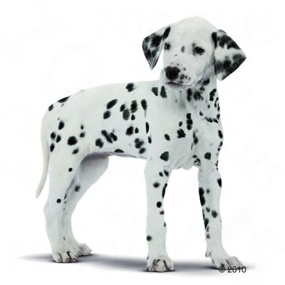 Royal Canin Dalmatian Puppy Hondenvoer 5 Royal Canin Dalmatian Puppy Hondenvoer - Afbeelding 3