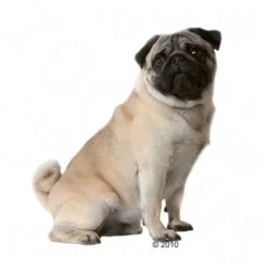 Royal Canin Pug Adult Hondenvoer -Exporteren Bitiba winkel 197409 mops 1