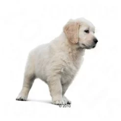 Royal Canin Golden Retriever Puppy Hondenvoer 7 Royal Canin Golden Retriever Puppy Hondenvoer -Exporteren Bitiba winkel 197417 goldenretrieverjunio 1
