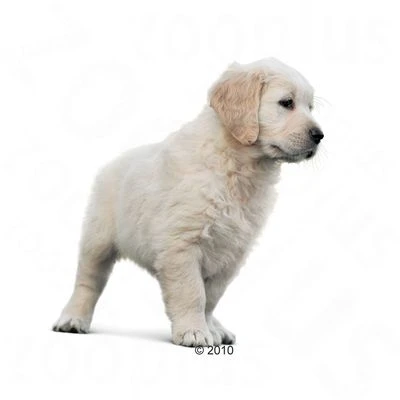 Royal Canin Golden Retriever Puppy Hondenvoer 5 Royal Canin Golden Retriever Puppy Hondenvoer - Afbeelding 3