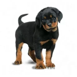 Royal Canin Rottweiler Puppy Hondenvoer -Exporteren Bitiba winkel 197470 rottweilerjunior 1