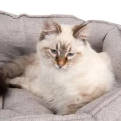 Kattenmand Batumi 18 Kattenmand Batumi -Exporteren Bitiba winkel 203335 batumi und katze fg 9812 0