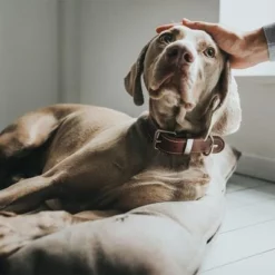 HUNTER Hondenmand Bologna, Steen -Exporteren Bitiba winkel 212954 212955 hunter hundebett bologna stein hs 08 0