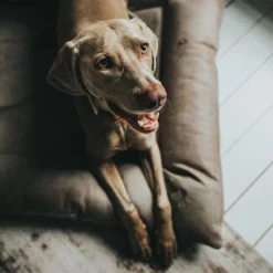 HUNTER Hondenmand Bologna, Steen -Exporteren Bitiba winkel 212954 212955 hunter hundebett bologna stein hs 09 5