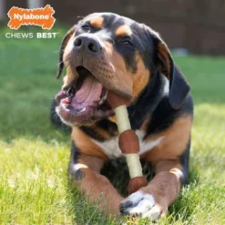 Nylabone Shish Kebab Kauwbot Kip 7 Nylabone Shish Kebab Kauwbot Kip -Exporteren Bitiba winkel 224540 nylabone shish kebab h hnerkauknochen hs 04 4