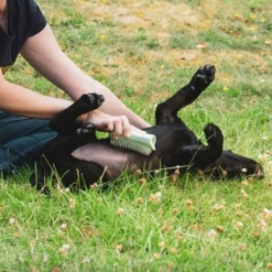 Pet Teezer Puppyborstel -Exporteren Bitiba winkel 230724 pet teezer welpenbuerste hs 18 2