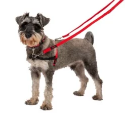 HALTI Trainingslijn -Exporteren Bitiba winkel 235202 coa halti trainingsleine rot hs1 0