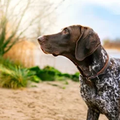 Purizon Wild Met Konijn Adult - Graanvrij Hondenvoer 10 Purizon Wild Met Konijn Adult - Graanvrij Hondenvoer -Exporteren Bitiba winkel 2 purizon shooting gallery1 4