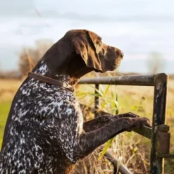 Purizon Lam Met Zalm Adult - Graanvrij Hondenvoer -Exporteren Bitiba winkel 2 purizon shooting gallery 0